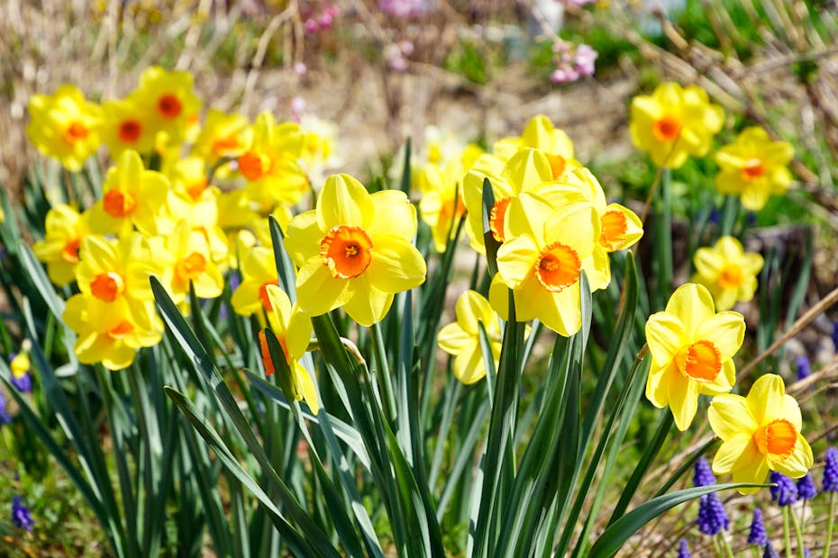 Beautiful daffodil flowers in full bloom, showcasing vibrant yellow petals under spring sunshine.